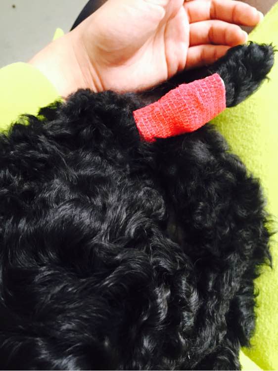 泰迪得细小治疗全过程,泰迪细小的症状和治疗方法