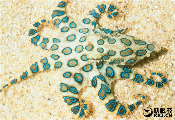 地球上最毒的15种动物,世界上最毒的动物排行