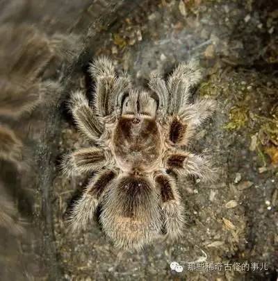 揭秘湘西巫术--情蛊，真的能够让人魂牵梦萦，爱得死去活来？