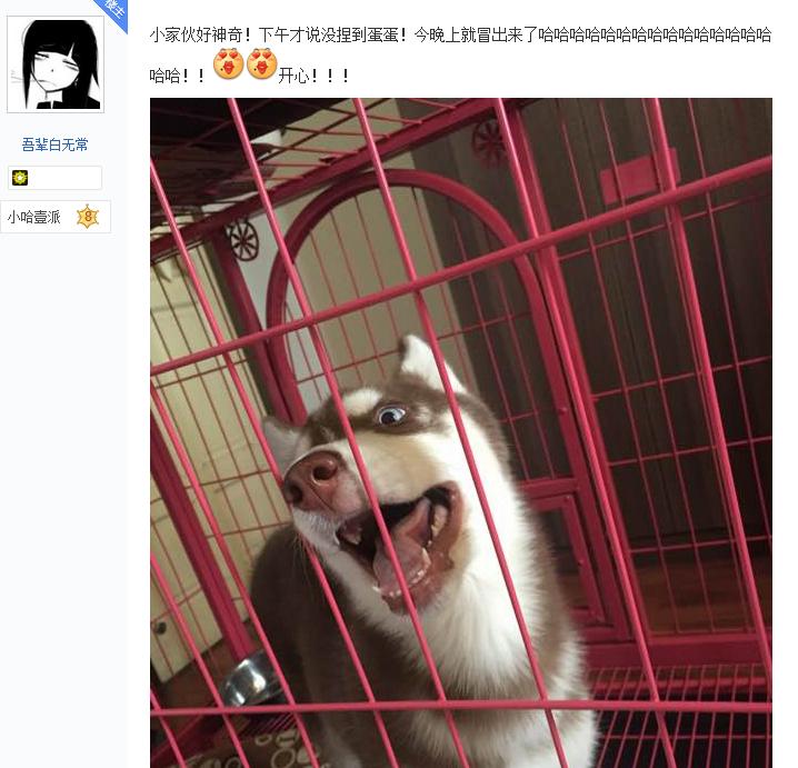 哈士奇在网上买回来的样子,哈士奇新买回来一直安静不下来