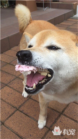 狗狗吃冰淇淋和蛋糕,狗狗在吃蛋糕