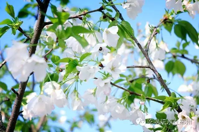 不要听说郴州怎样，进来听听郴州怎么说。