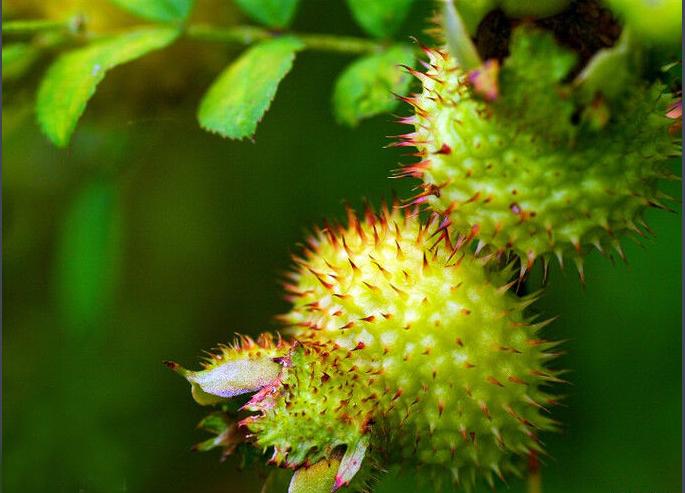 这些水果你一定不能错过,这些水果一定要多吃抓紧收藏