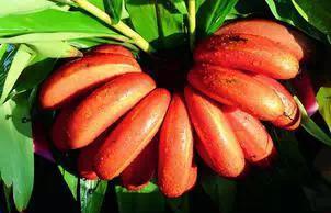 这些水果你一定不能错过,这些水果一定要多吃抓紧收藏