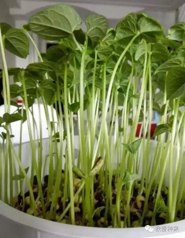 纸上种菜视察记录,纸上种菜