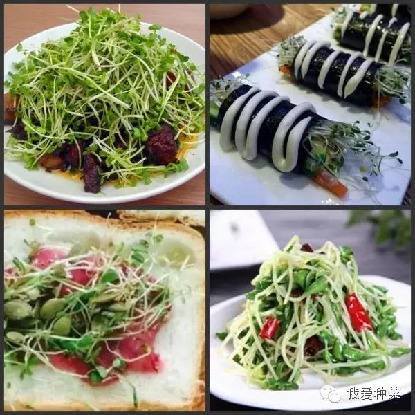 纸上种菜视察记录,纸上种菜