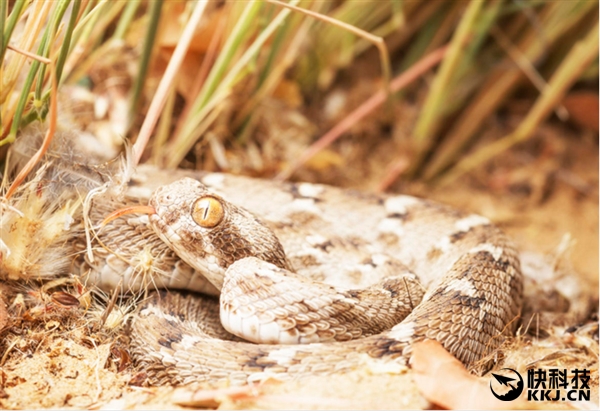 地球上最毒的15种动物,世界上最毒的动物排行