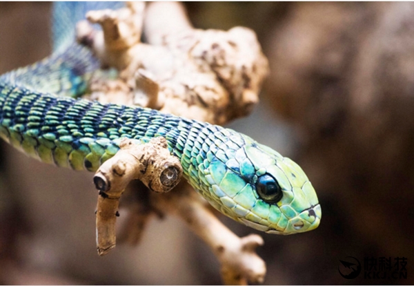 地球上最毒的15种动物,世界上最毒的动物排行