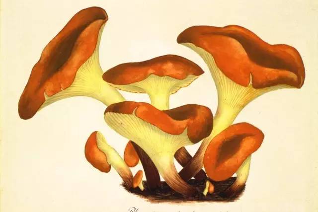 昆虫记课外书必读推荐,推荐书目《昆虫记》