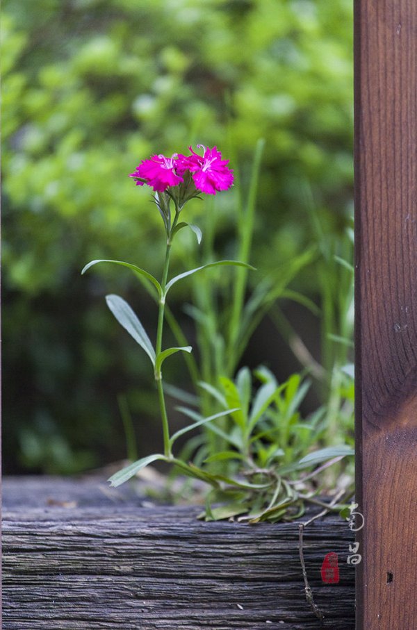 养在深闺里无人知,养在深闺无人识全文