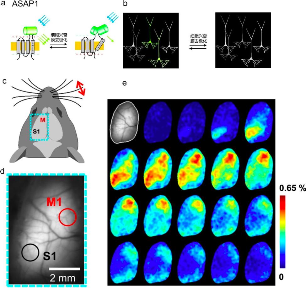 与遗传学有关的诺贝尔奖,光遗传学基因疗法