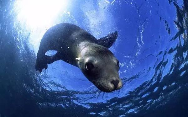 用我巨萌的强力剂，治愈你的宝宝萌化症