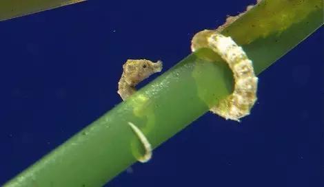 用我巨萌的强力剂，治愈你的宝宝萌化症