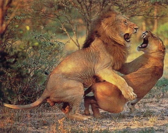 木匠拜鲁班的意思,木匠拜鲁班