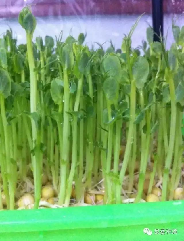 纸上种菜视察记录,纸上种菜