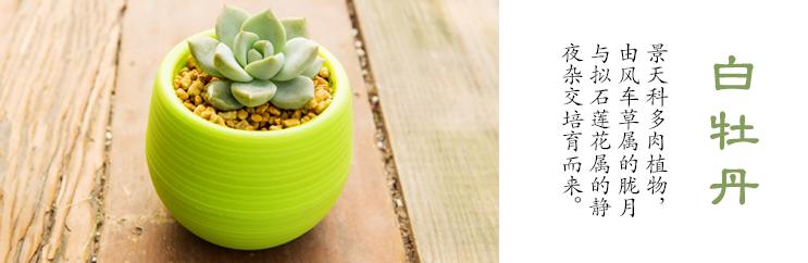 多肉植物刚种植掉叶怎么补救,多肉植物收到货后要怎么种植