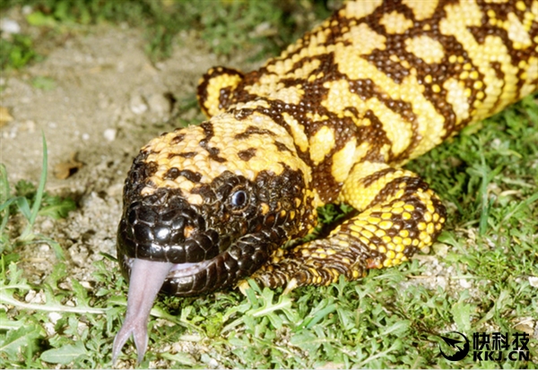 地球上最毒的15种动物,世界上最毒的动物排行