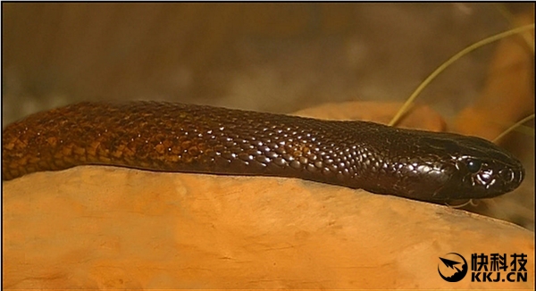 地球上最毒的15种动物,世界上最毒的动物排行