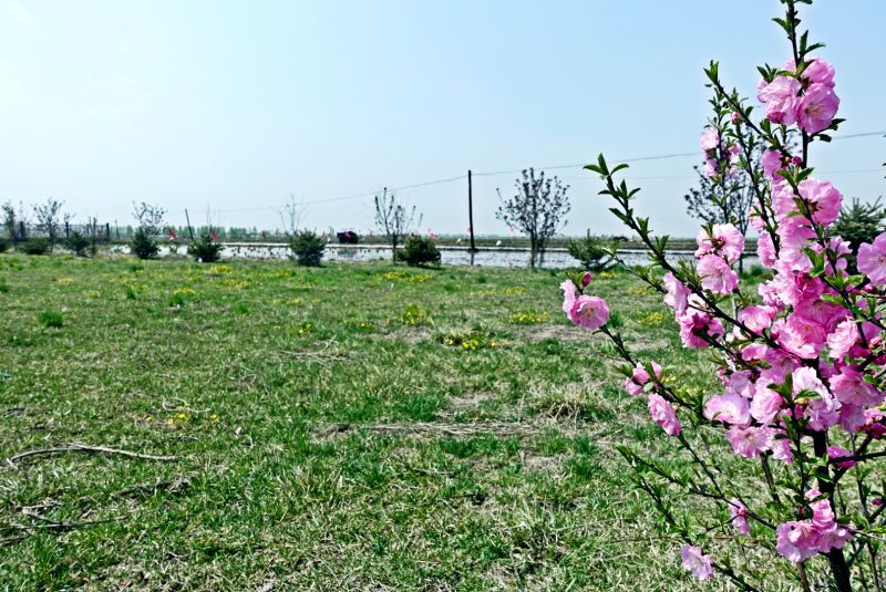 真正的五常大米是怎么样,真正的五常大米去哪里吃