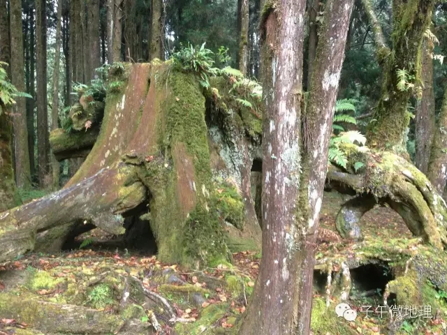日本*国靖**神社用什么材料做的，你知道吗？