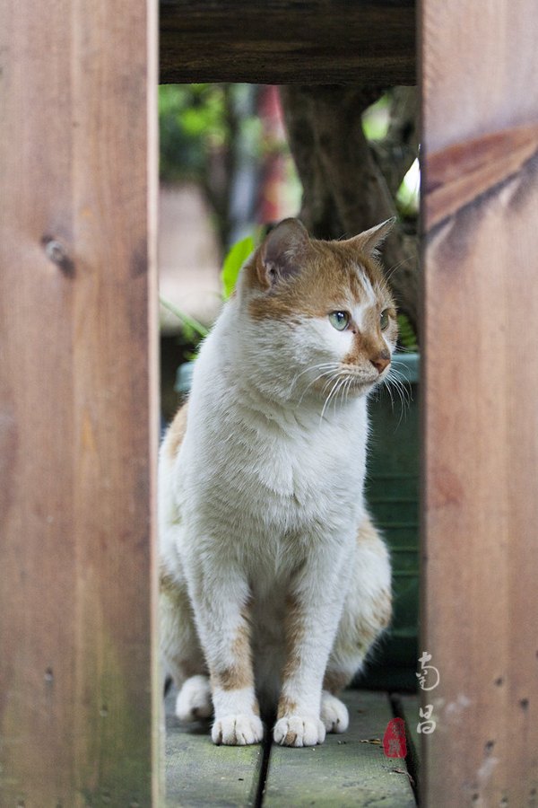 养在深闺里无人知,养在深闺无人识全文