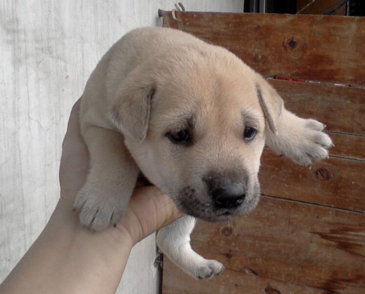 你知道狗狗身上为什么会有异味吗？怎么帮它去除异味呢？