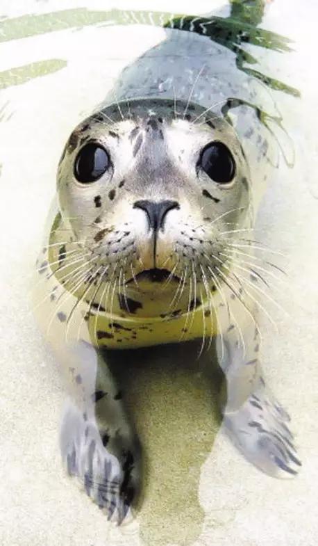 用我巨萌的强力剂，治愈你的宝宝萌化症