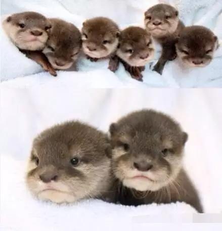 用我巨萌的强力剂，治愈你的宝宝萌化症