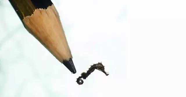 用我巨萌的强力剂，治愈你的宝宝萌化症