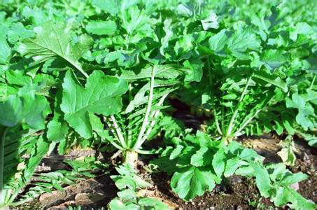 解决便秘小秘招,专治便秘的神秘秘方