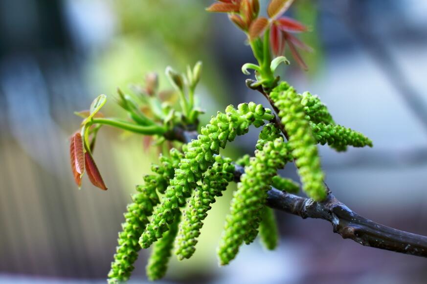 核桃全身都是宝顺口溜,核桃浑身是宝