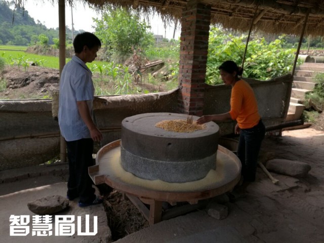 眉山百年古水碾“强悍”依旧，碾出米来“香得很”！