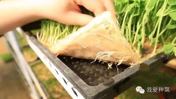 纸上种菜视察记录,纸上种菜