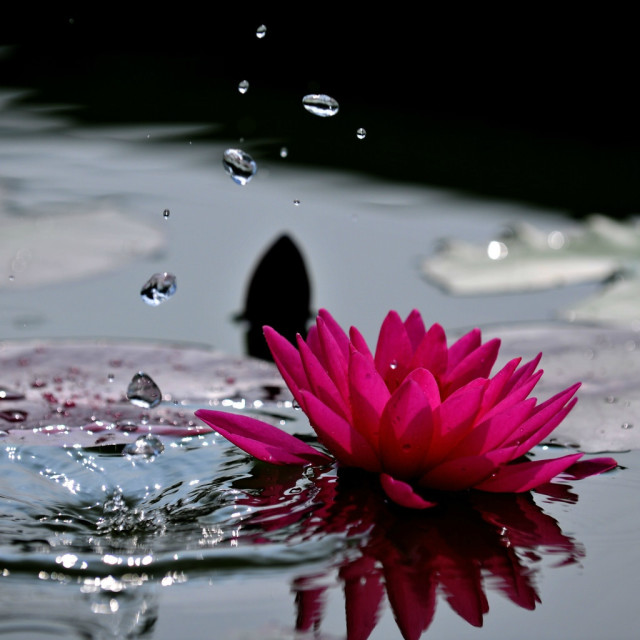 释迦牟尼佛的三十六道轮回,今天是释迦牟尼佛涅盘日吗