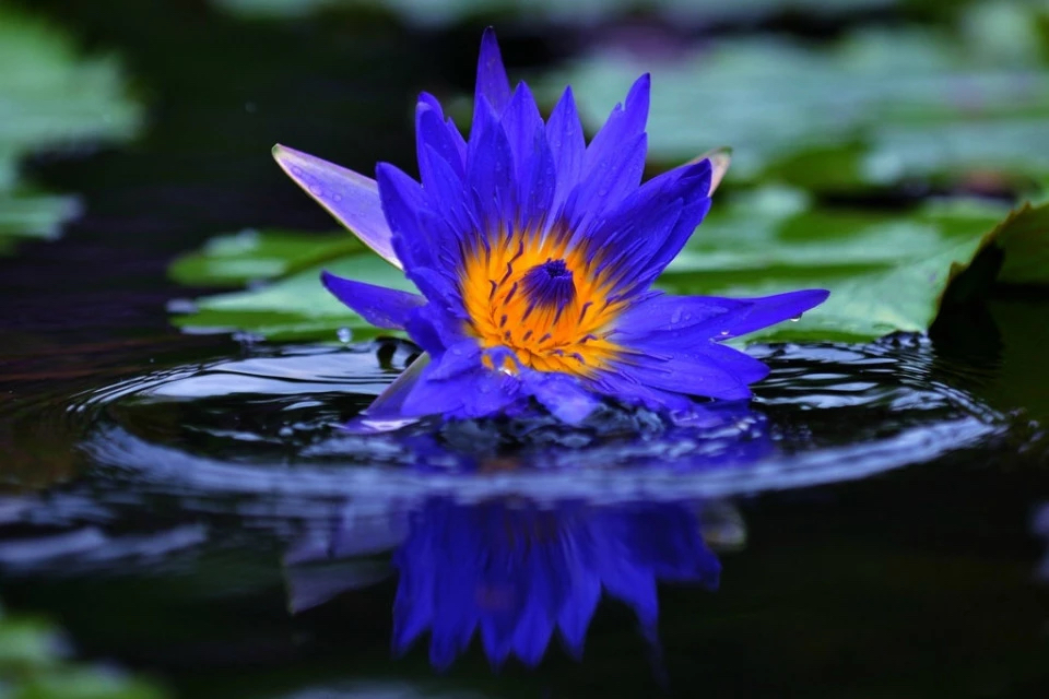 释迦牟尼佛的三十六道轮回,今天是释迦牟尼佛涅盘日吗