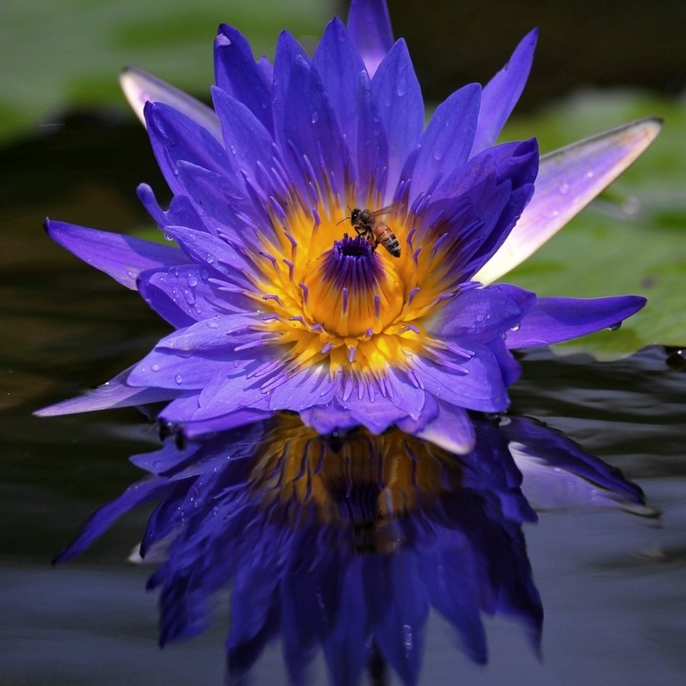 释迦牟尼佛的三十六道轮回,今天是释迦牟尼佛涅盘日吗