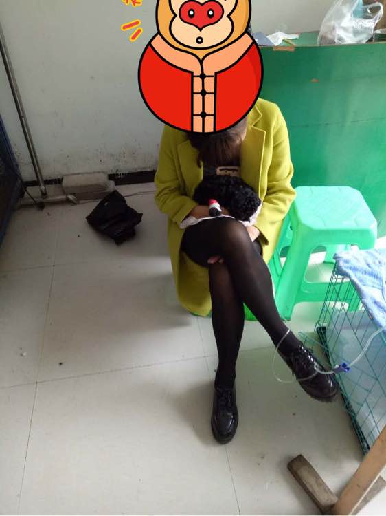 泰迪得细小治疗全过程,泰迪细小的症状和治疗方法