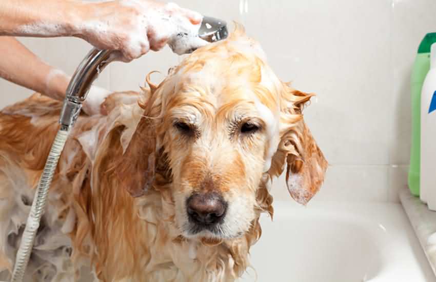 你知道狗狗身上为什么会有异味吗？怎么帮它去除异味呢？