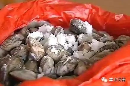 往水里扔一把“白色粉末”，一动不动的花蛤立马“回光返照”！这