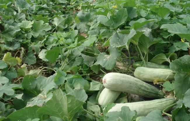 这些水果你一定不能错过,这些水果一定要多吃抓紧收藏