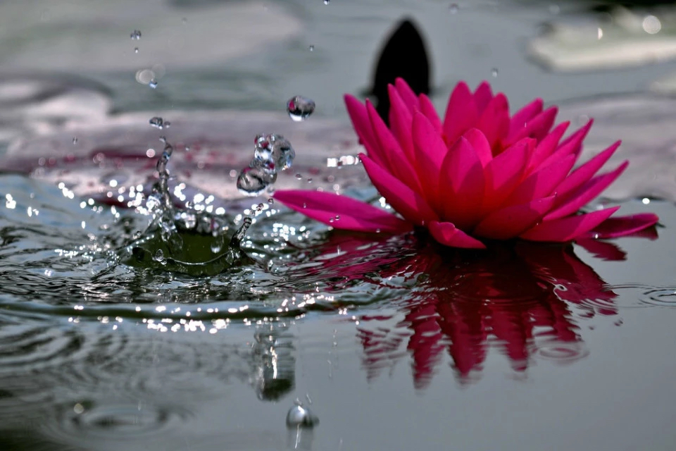 释迦牟尼佛的三十六道轮回,今天是释迦牟尼佛涅盘日吗