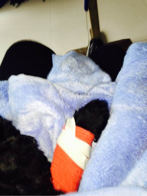 泰迪得细小治疗全过程,泰迪细小的症状和治疗方法