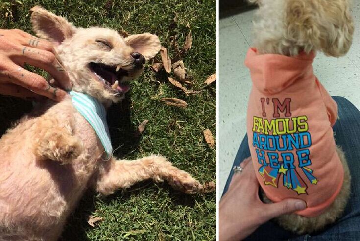 让死神等10年的流浪狗一直坚信有人会救它，最后上天给了它答案