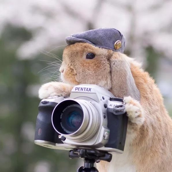 12生肖驾到视频,十二生肖迎接高光时刻