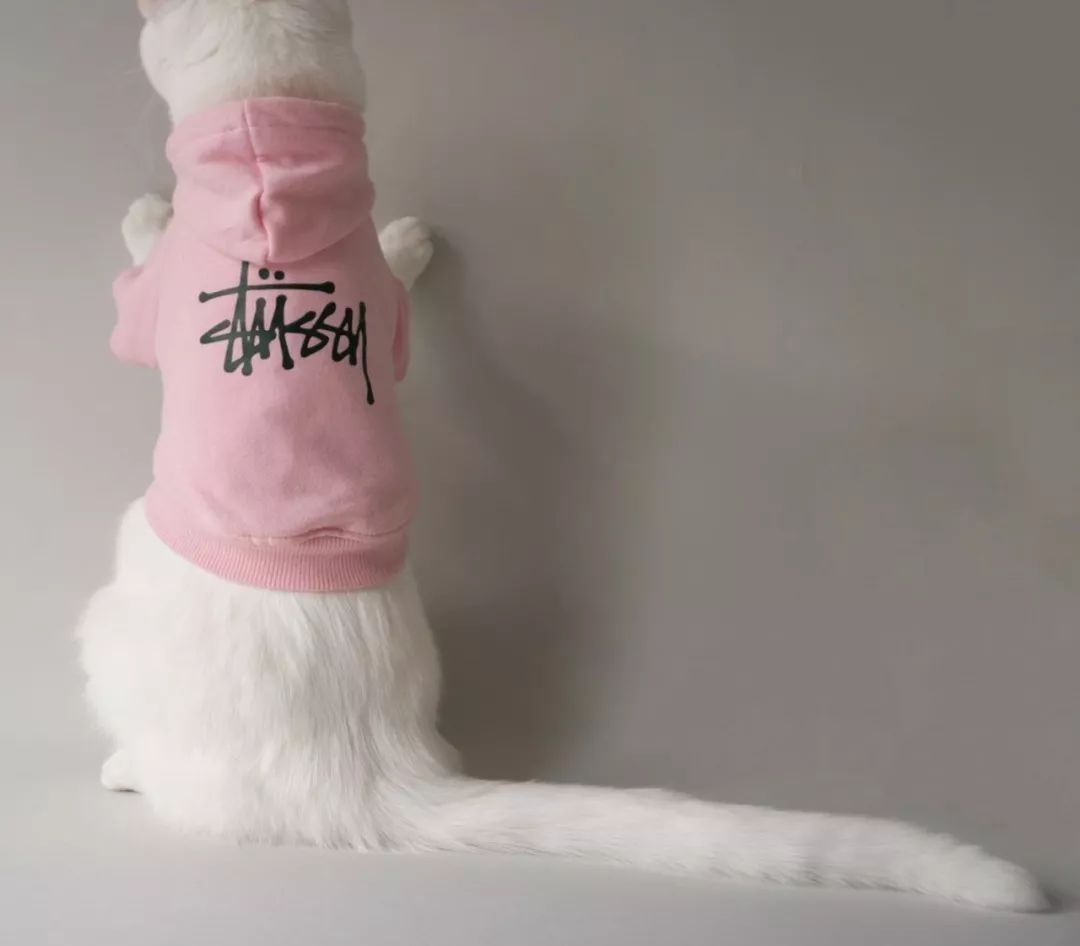 12生肖驾到视频,十二生肖迎接高光时刻