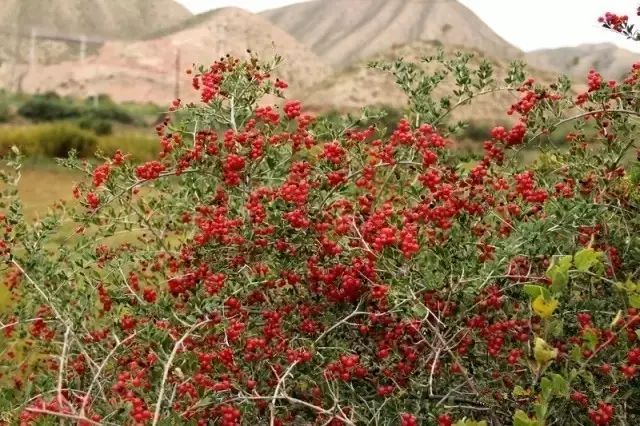 南疆特有的野生动植物,中国荒漠植物图鉴盘点