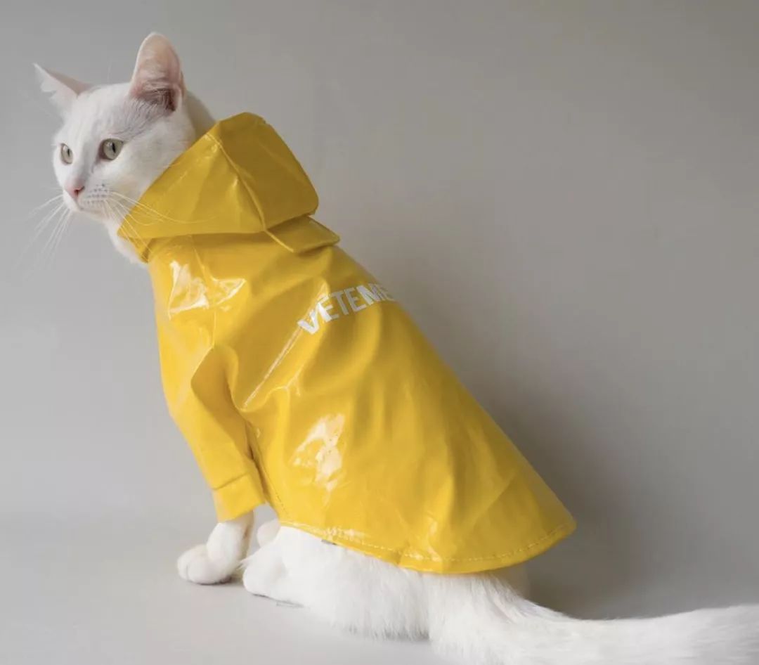 12生肖驾到视频,十二生肖迎接高光时刻