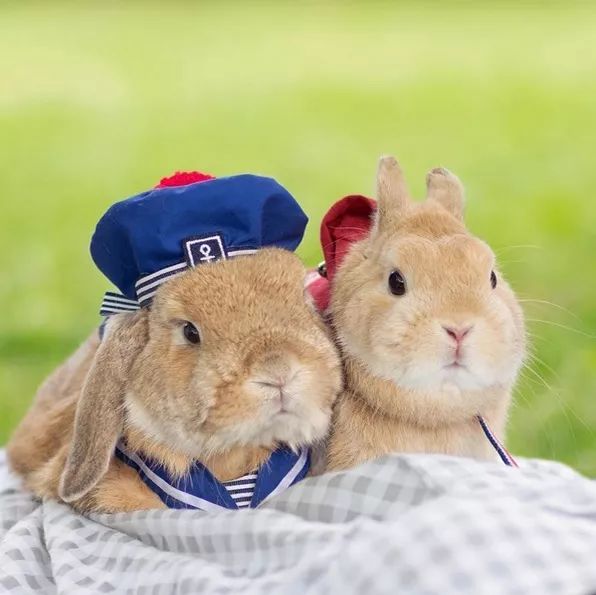 12生肖驾到视频,十二生肖迎接高光时刻