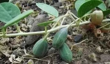 南疆特有的野生动植物,中国荒漠植物图鉴盘点