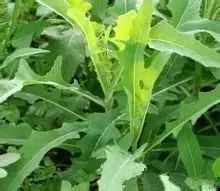 南疆特有的野生动植物,中国荒漠植物图鉴盘点